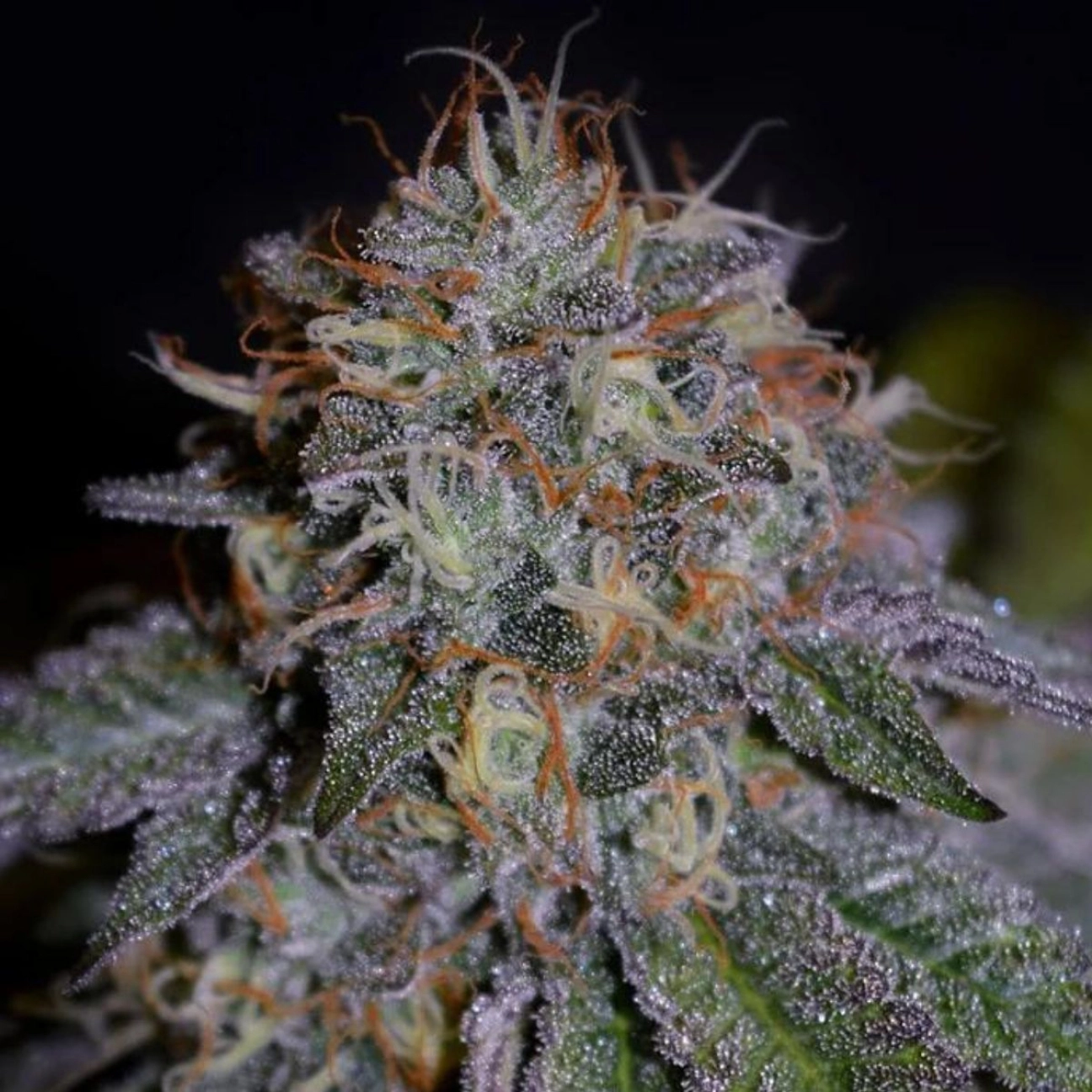 Bisccotti – Cream of the Crop – Feminized