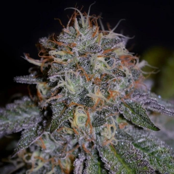 Bisccotti Feminized cannabis flower bud by Cream of the Crop