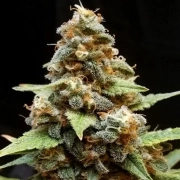 Gorilla Lemon Fire Feminized cannabis flower bud by Cream of the Crop