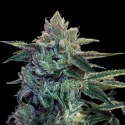 Sticky Zkittlez Glue Feminized cannabis flower bud by Cream of the Crop
