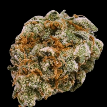 Mint Trufflez Feminized cannabis flower bud by Terp Farmz Seeds