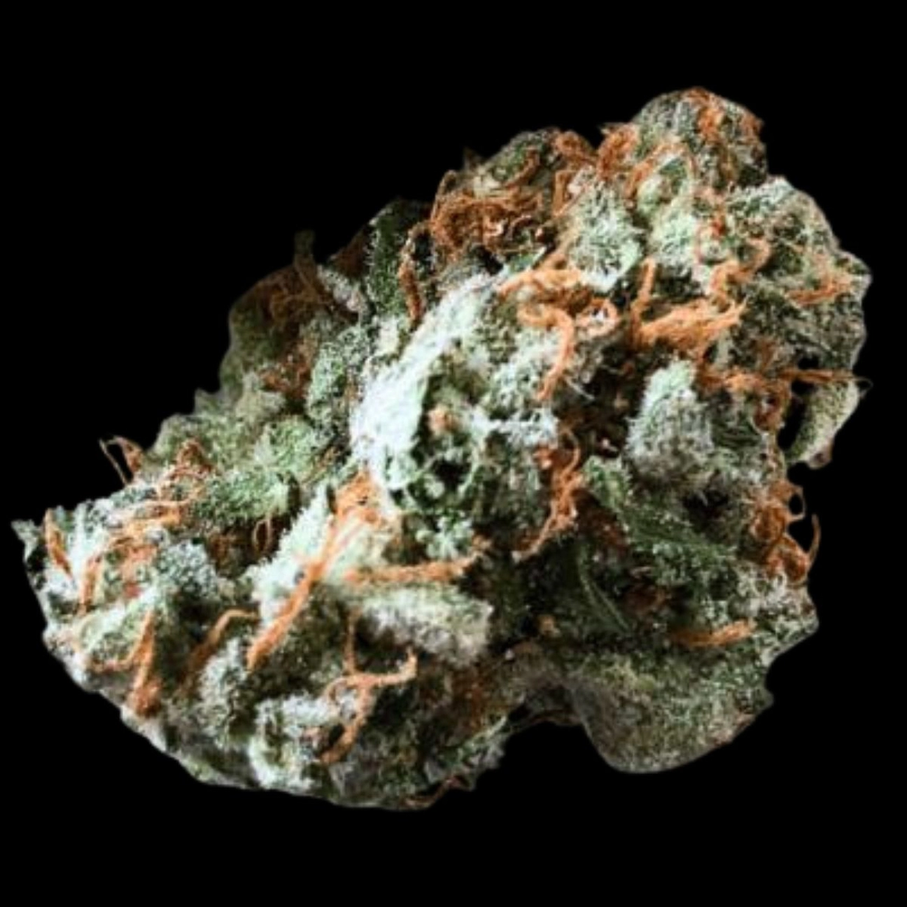 Brain Trauma Auto – Terp Farmz Seeds – Autoflowering