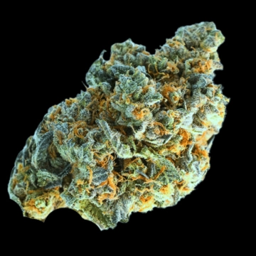 Minted Oreoz Feminized cannabis flower bud by Terp Farmz Seeds