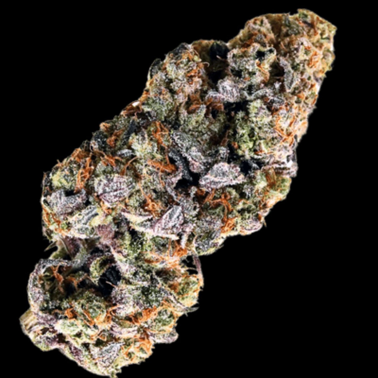 Choc Truffle Auto – Terp Farmz Seeds – Autoflowering