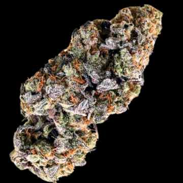 Choc Truffle Auto Autoflowering cannabis flower bud by Terp Farmz Seeds