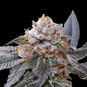 Blue Zushi Feminized cannabis flower bud by Dutch Passion