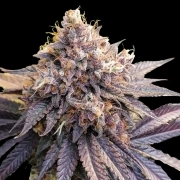 GMO Fast Feminized cannabis flower bud by Dutch Passion