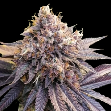 GMO Fast Feminized cannabis flower bud by Dutch Passion
