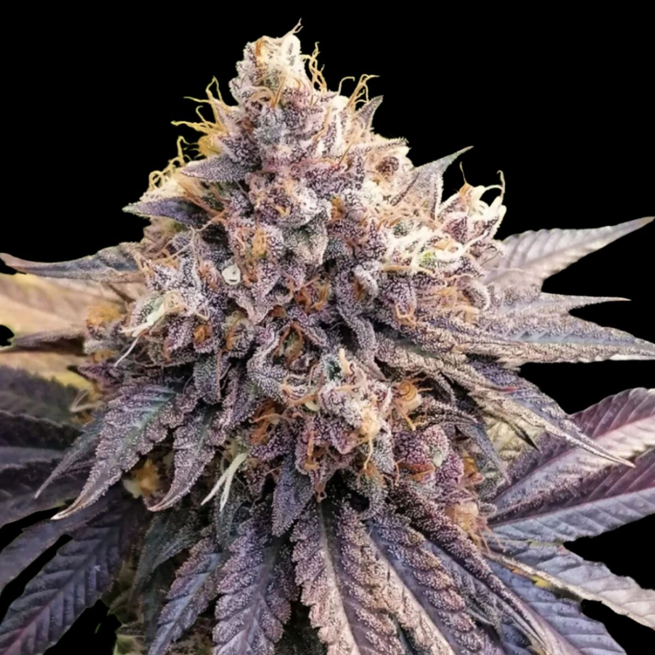 Lemon Z – Dutch Passion – Feminized