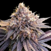 Lemon Z Feminized cannabis flower bud by Dutch Passion