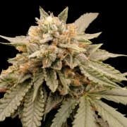 Sour Tropicana Sherbet Feminized cannabis flower bud by Dutch Passion