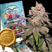 Sherbelato Cake Feminized cannabis flower bud by Dutch Passion
