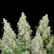 Auto Think Different Autoflowering cannabis flower bud by Dutch Passion