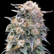 00 Kush Fast Feminized cannabis flower bud by 00 Seeds