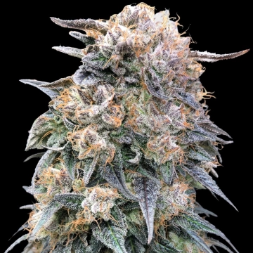 00 Kush Fast Feminized cannabis flower bud by 00 Seeds