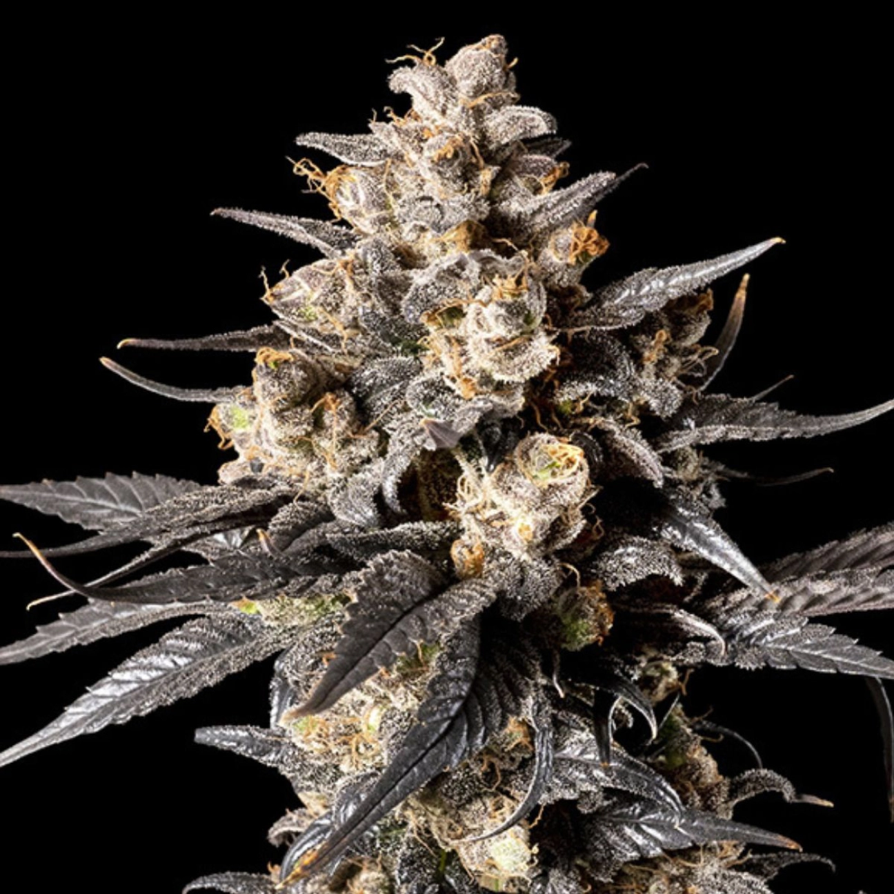 Apple Bananas 00 – 00 Seeds – Feminized