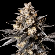 Apple Bananas 00  Feminized cannabis flower bud by 00 Seeds