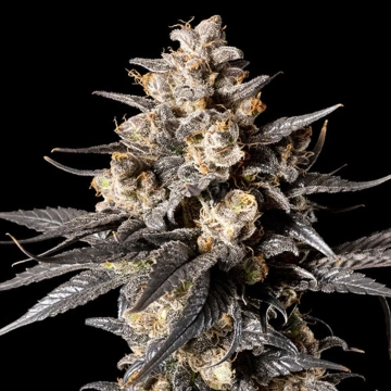 Apple Bananas 00  Feminized cannabis flower bud by 00 Seeds