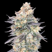 Blue Dream Feminized cannabis flower bud by 00 Seeds