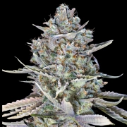 Blue Dream Fast Feminized cannabis flower bud by 00 Seeds