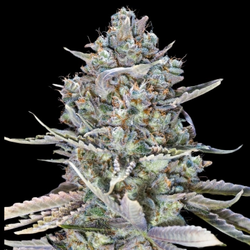 Blue Dream Fast Feminized cannabis flower bud by 00 Seeds