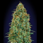 Blueberry Feminized cannabis flower bud by 00 Seeds