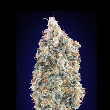 Blueberry Fast Feminized cannabis flower bud by 00 Seeds