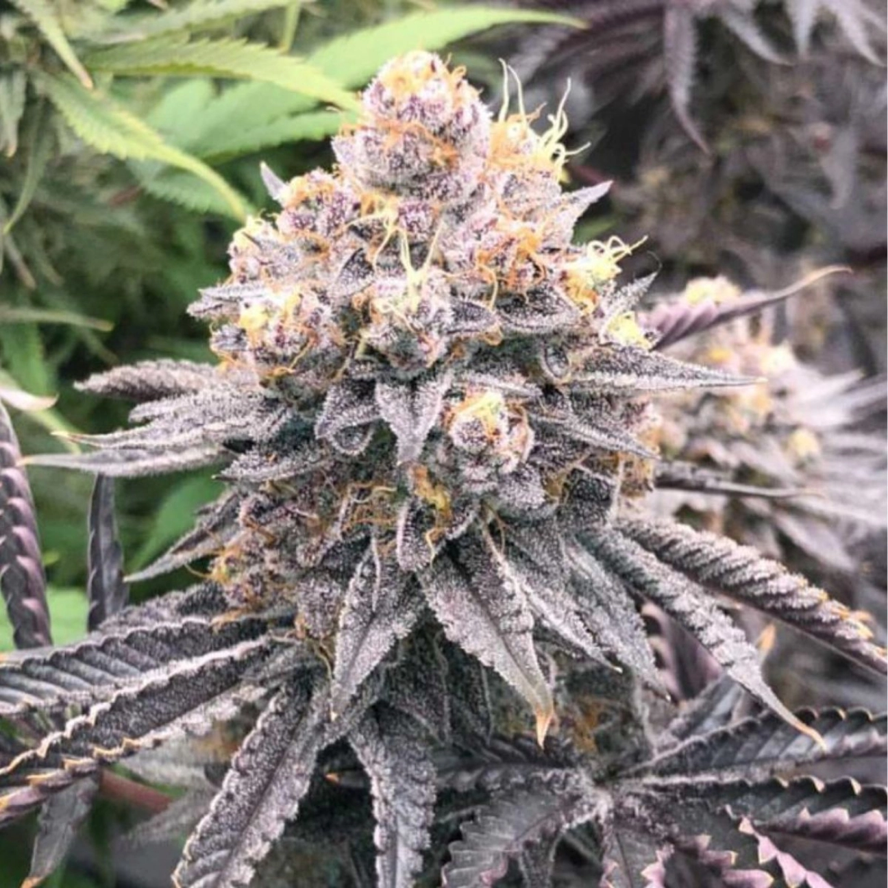 Permanent White Marker – Advanced Genetics Seeds – Feminized