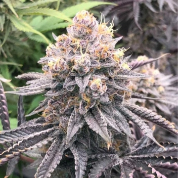 Permanent White Marker Feminized cannabis flower bud by Advanced Genetics Seeds