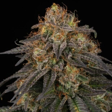 Chocolate Oreoz Feminized cannabis flower bud by Advanced Genetics Seeds