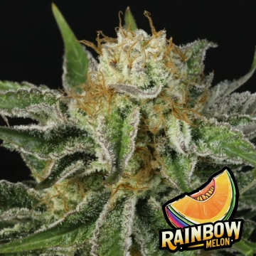 Rainbow Melon Auto Autoflowering cannabis flower bud by FastBuds Seeds