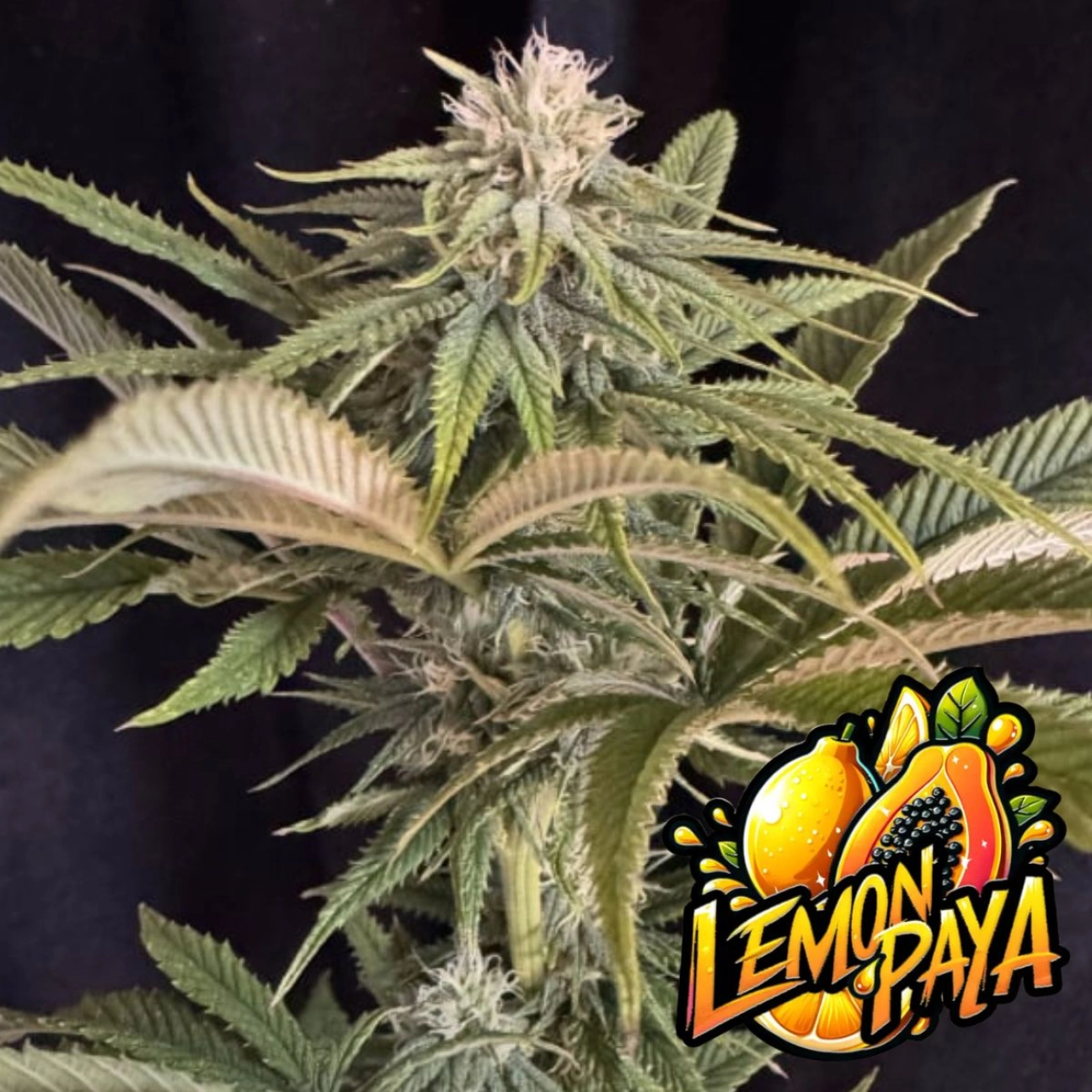 Lemonpaya – FastBuds – Autoflowering