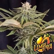 Lemonpaya Autoflowering cannabis flower bud by FastBuds Seeds