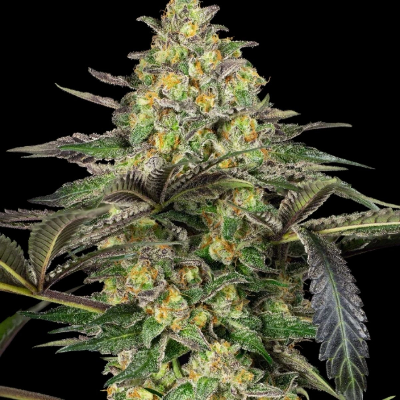 Grapevine Candy – Sensi Seeds – Feminized