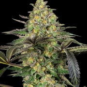 Grapevine Candy Feminized cannabis flower bud by Sensi Seeds