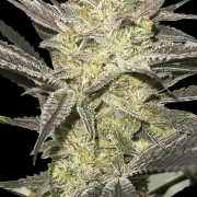 Rainbow Sherbet #11 Feminised  Feminized cannabis flower bud by Advanced Seeds