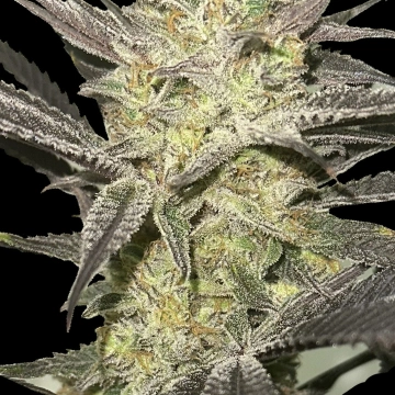 Rainbow Sherbet #11 Feminised  Feminized cannabis flower bud by Advanced Seeds