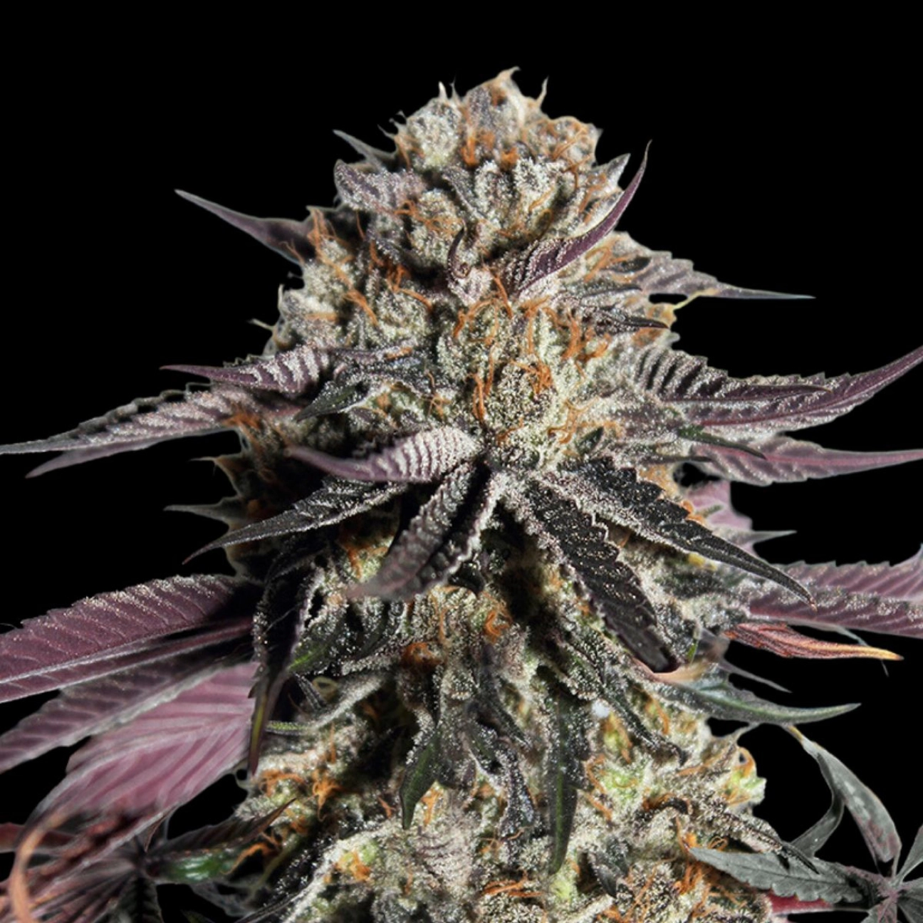 Zerealz Milk Feminized – Advanced Seeds – Feminized
