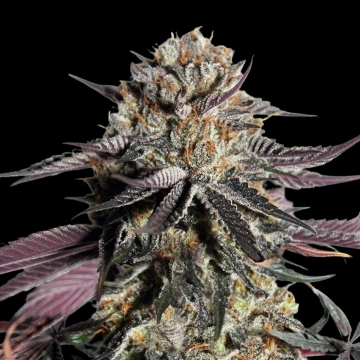 Zerealz Milk Feminized  Feminized cannabis flower bud by Advanced Seeds