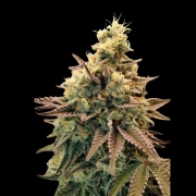 Auto Animal Zookies Autoflowering Feminized  Autoflowering cannabis flower bud by Advanced Seeds