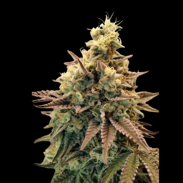 Auto Animal Zookies Autoflowering Feminized  Autoflowering cannabis flower bud by Advanced Seeds