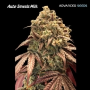 Auto Zerealz Milk Autoflowering  Autoflowering cannabis flower bud by Advanced Seeds