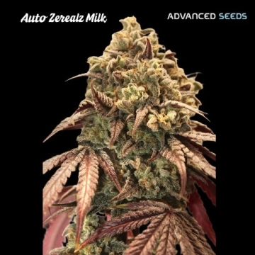 Auto Zerealz Milk Autoflowering  Autoflowering cannabis flower bud by Advanced Seeds