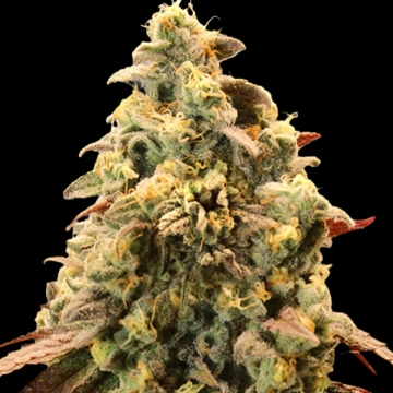 Auto Rainbow Sherbet #11 Autoflowering cannabis flower bud by Advanced Seeds