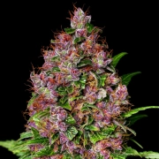 Cherry Mac Muffin Feminized cannabis flower bud by Advanced Female Seeds