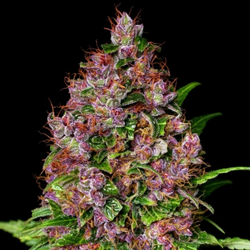 Cherry Mac Muffin Feminized cannabis flower bud by Advanced Genetics Seeds