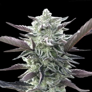 Oreoz Feminized cannabis flower bud by 00 Seeds