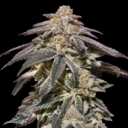 Auto Apple Bananas Autoflowering cannabis flower bud by 00 Seeds