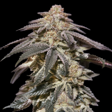 Auto Apple Bananas Autoflowering cannabis flower bud by 00 Seeds
