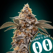 Auto Bubba's Gift Autoflowering cannabis flower bud by 00 Seeds